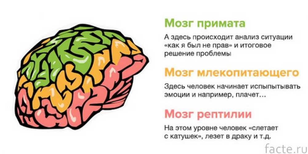 Мозг уровень. Три мозга человека. Рептильный мозг человека. Теория мозга. Три мозга рептильный.