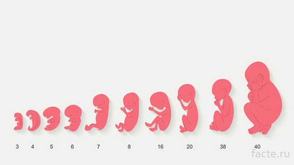 Как выглядит ребенок в 8 недель беременности фото в утробе матери