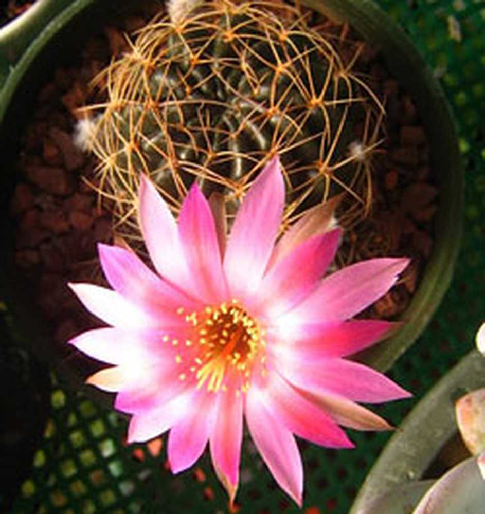 Держать дома кактус примета. Echinopsis pugionacantha. Lobivia pugionacantha. Lobivia binghamiana. К чему цветёт Кактус в доме приметы.