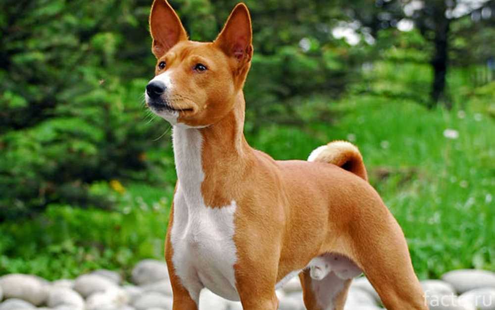 Породы собак с фотографиями и названиями средних размеров короткошерстные рыжие