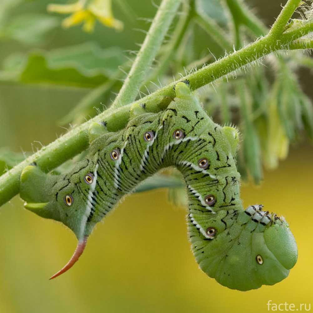 Совка на помидорах в теплице. Табачный Бражник гусеница. Tomato Hornworm бабочка. Табачный Бражник гусеница и бабочка. Гусеница бабочки белокрылки.