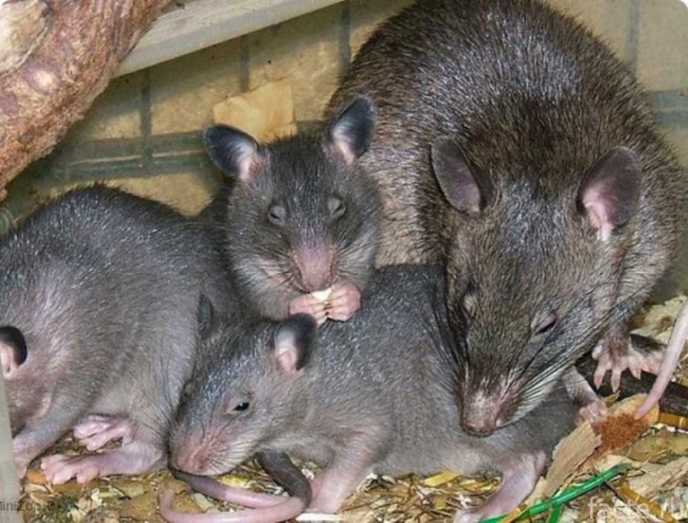 5 крыс на одной фотографии