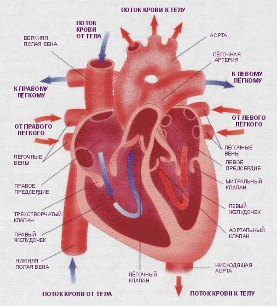 Рисунок сердца с подписями. Строение сердца человека кровь. Строение сердца человека схема. Строение сердца человека рисунок. Сердце строение анатомия.